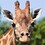 user_afe465fcf4e6c1b